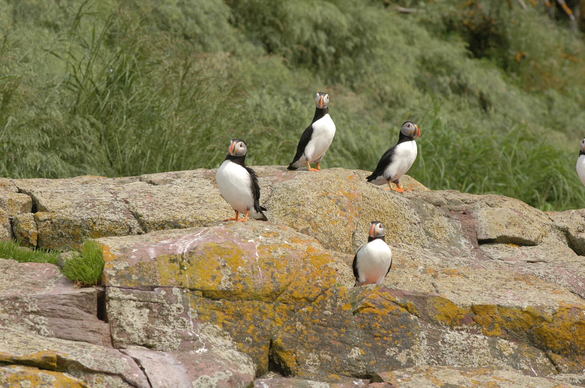 St. John's Bird Island